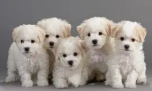 Bichon frise włosy czy sierść? Odkryj prawdę o ich futrze