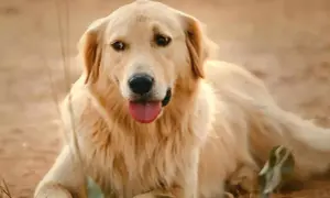 Czy golden retriever gubi sierść? Sprawdź, jak to wygląda w praktyce