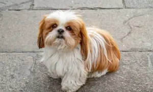 Shih tzu sierść czy włos - odkryj tajemnice pielęgnacji ich futra