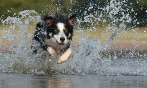 Border Collie: Sierść czy włosy? Kluczowe różnice, które musisz znać