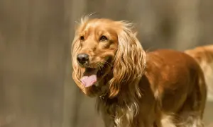 Cocker spaniel włosy czy sierść - odkryj prawdę o ich futrze