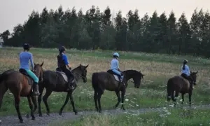 Zawody w jeździectwie w Polsce: jak uczestniczyć i co zobaczyć