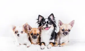 Czy chihuahua ma włosy czy sierść? Odkryj różnice w ich futrze