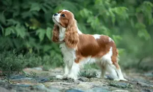 Cavalier ma sierść czy włosy? Odkryj tajemnice pielęgnacji!
