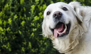 Czy golden retriever ma sierść czy włosy? Odkryj prawdę o jego futrze