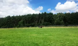 Najlepsze stadniny koni w Łodzi - znajdź idealne miejsce dla siebie