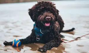 Lagotto Romagnolo sierść czy włos - poznaj prawdę o ich futrze