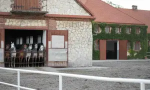 Michałów stadnina - odkryj tajemnice największej hodowli koni arabskich