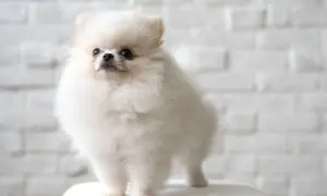 Czy pomeranian ma włosy czy sierść? Odkryj prawdę o pielęgnacji