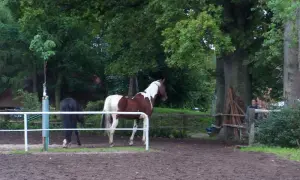 Szkoła jeździecka Horyzont: Sprawdź opinie i dostępne lekcje
