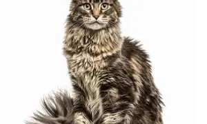 Maine coon sierść czy włosy - co musisz wiedzieć o pielęgnacji