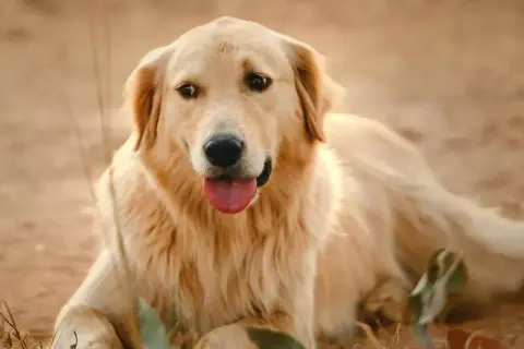Czy golden retriever gubi sierść? Sprawdź, jak to wygląda w praktyce