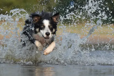 Border Collie: Sierść czy włosy? Kluczowe różnice, które musisz znać
