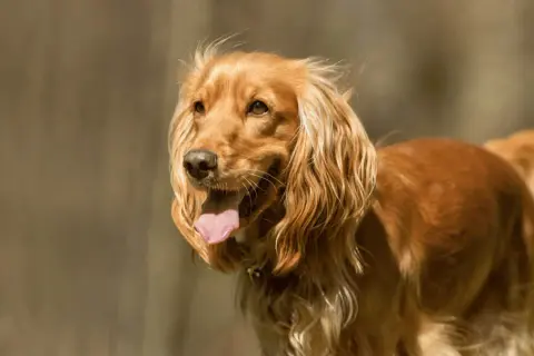 Cocker spaniel włosy czy sierść - odkryj prawdę o ich futrze