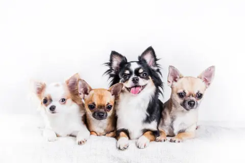Czy chihuahua ma włosy czy sierść? Odkryj różnice w ich futrze