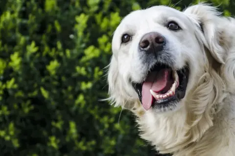 Czy golden retriever ma sierść czy włosy? Odkryj prawdę o jego futrze