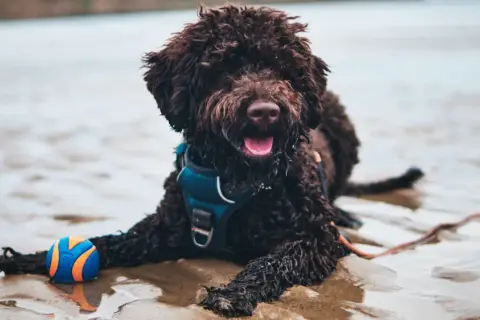 Lagotto Romagnolo sierść czy włos - poznaj prawdę o ich futrze