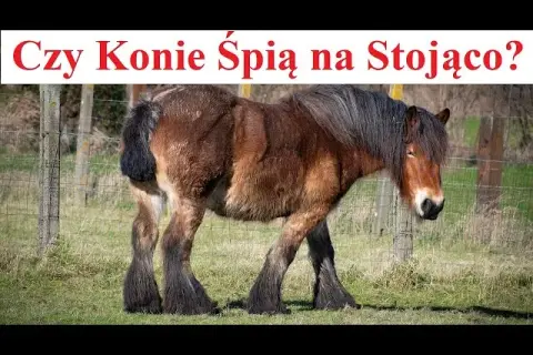 Dlaczego koń śpi na stojąco? Odkryj zaskakujące powody tego zachowania