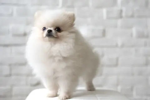 Czy pomeranian ma włosy czy sierść? Odkryj prawdę o pielęgnacji