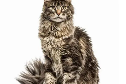 Maine coon sierść czy włosy - co musisz wiedzieć o pielęgnacji