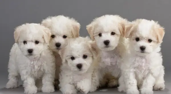 Bichon frise włosy czy sierść? Odkryj prawdę o ich futrze