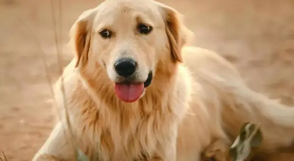 Czy golden retriever gubi sierść? Sprawdź, jak to wygląda w praktyce