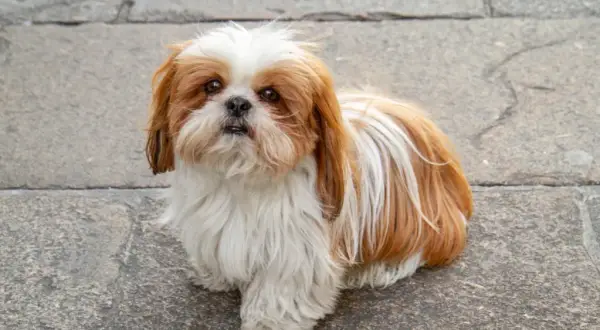 Shih tzu sierść czy włos - odkryj tajemnice pielęgnacji ich futra