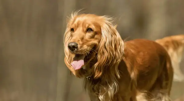 Cocker spaniel włosy czy sierść - odkryj prawdę o ich futrze