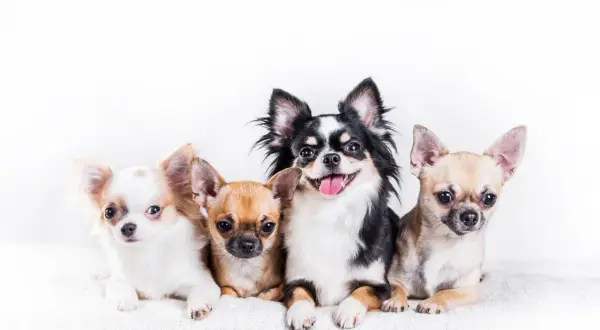 Czy chihuahua ma włosy czy sierść? Odkryj różnice w ich futrze