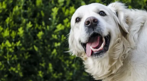 Czy golden retriever ma sierść czy włosy? Odkryj prawdę o jego futrze