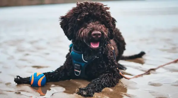 Lagotto Romagnolo sierść czy włos - poznaj prawdę o ich futrze