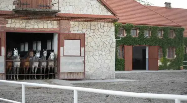 Michałów stadnina - odkryj tajemnice największej hodowli koni arabskich