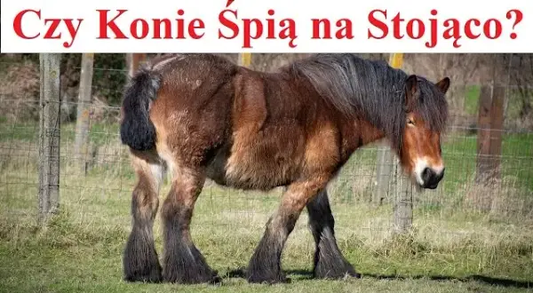 Dlaczego koń śpi na stojąco? Odkryj zaskakujące powody tego zachowania