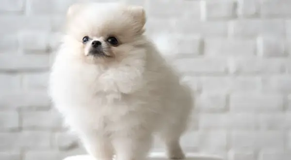 Czy pomeranian ma włosy czy sierść? Odkryj prawdę o pielęgnacji