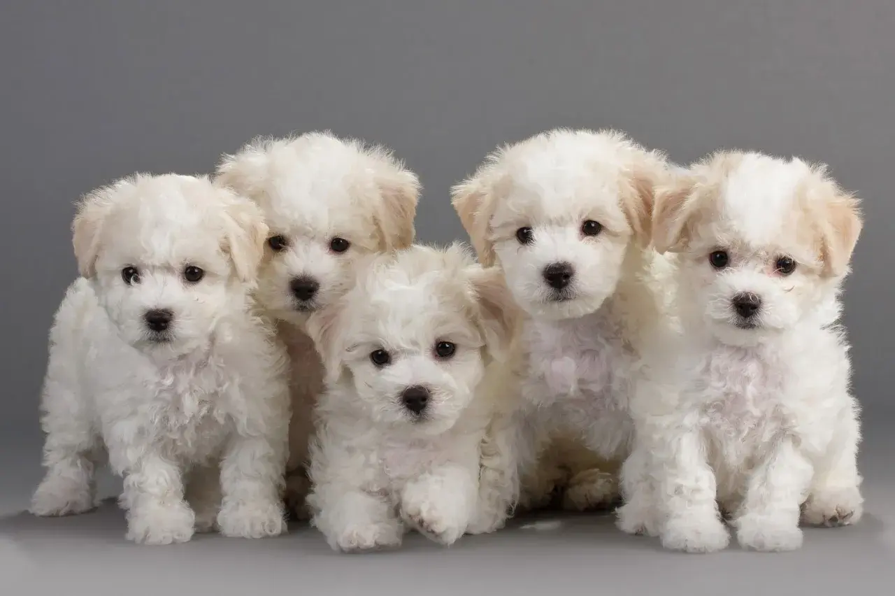 Bichon frise włosy czy sierść? Odkryj prawdę o ich futrze