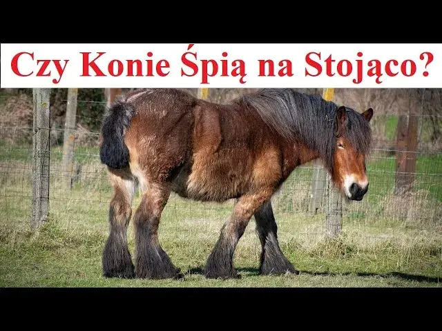 Dlaczego koń śpi na stojąco? Odkryj zaskakujące powody tego zachowania