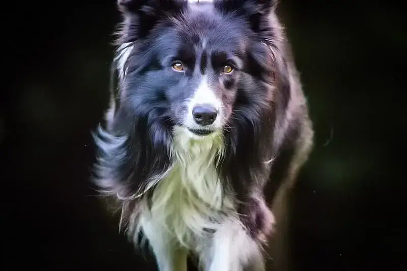 Zdjęcie Border Collie: Sierść czy włosy? Kluczowe różnice, które musisz znać