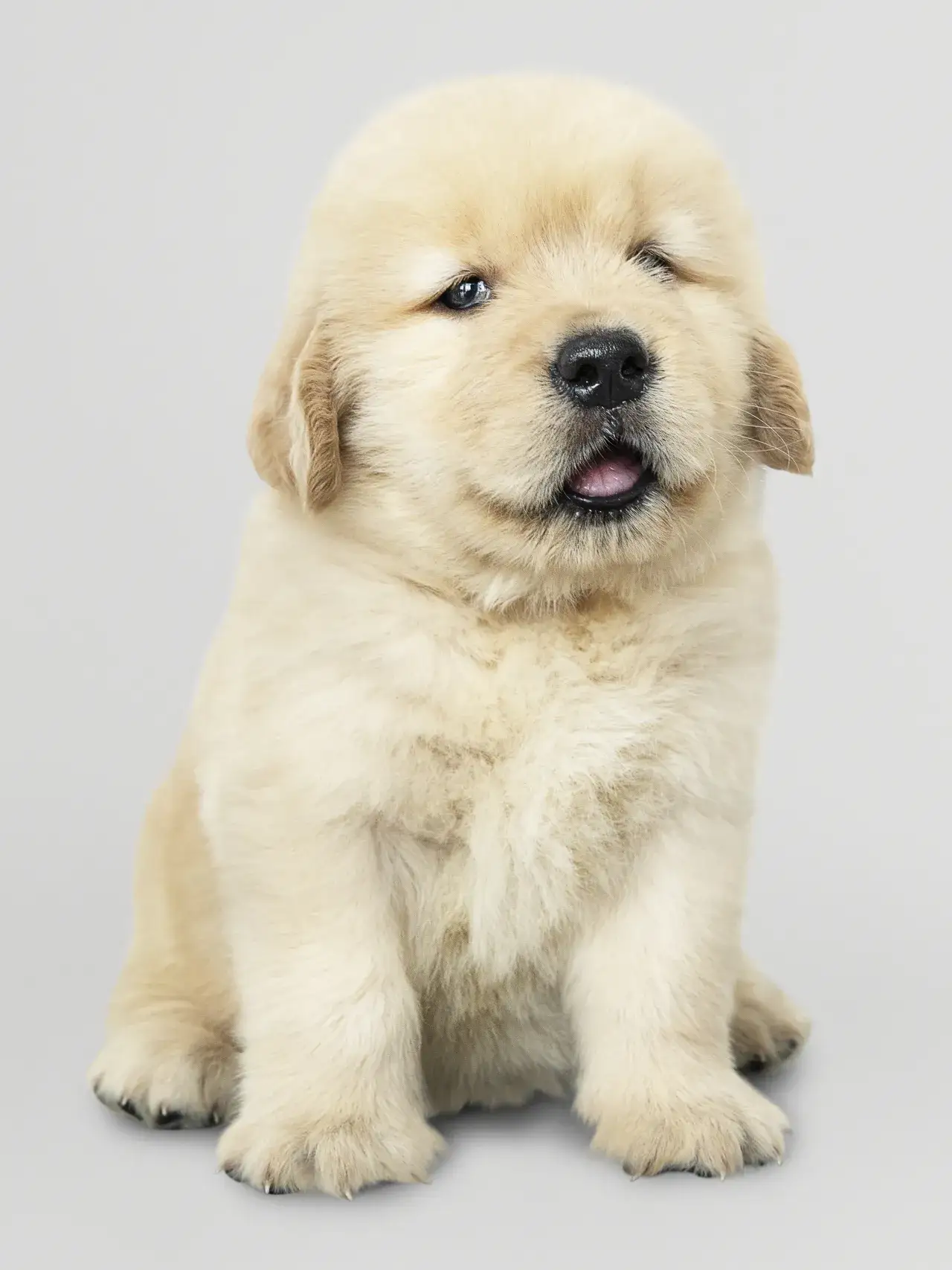 Zdjęcie Czy golden retriever ma sierść czy włosy? Odkryj prawdę o jego futrze