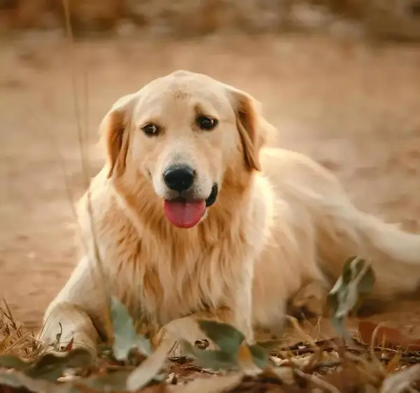 Czy golden retriever gubi sierść? Sprawdź, jak to wygląda w praktyce