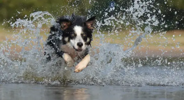 Border Collie: Sierść czy włosy? Kluczowe różnice, które musisz znać