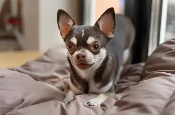 Czy chihuahua gubi sierść? Oto co musisz wiedzieć o pielęgnacji